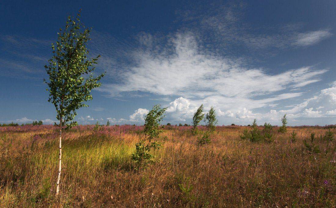 поле, трава, цветы, деревья, березы, облака, лето, Георгий Машковцев