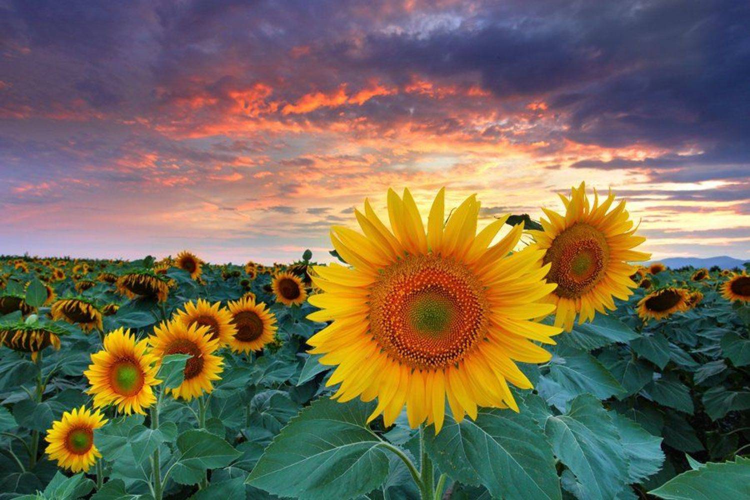 , Павел Пронин