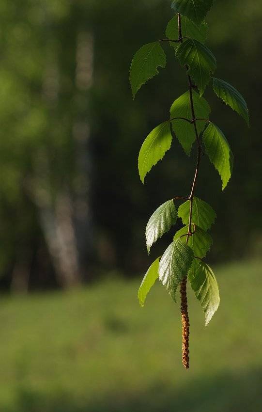 , Николай Шахманцир