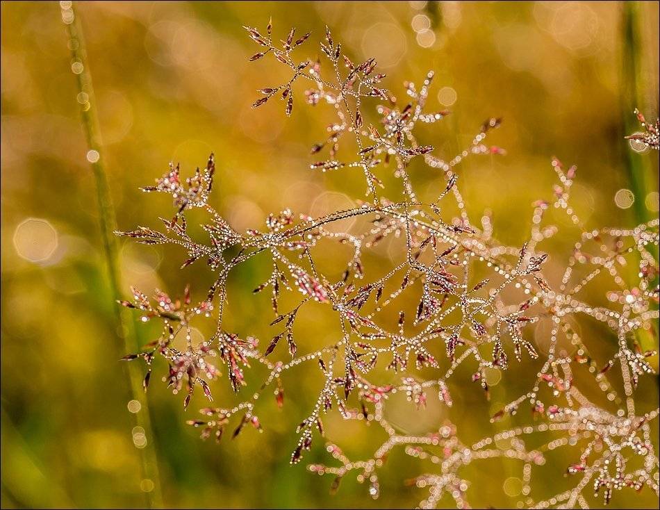 , Бурлов Андрей