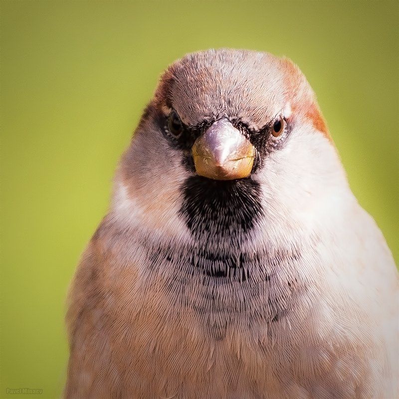 Angry bird фото превью
