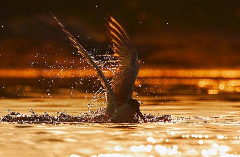 ***** фото превью