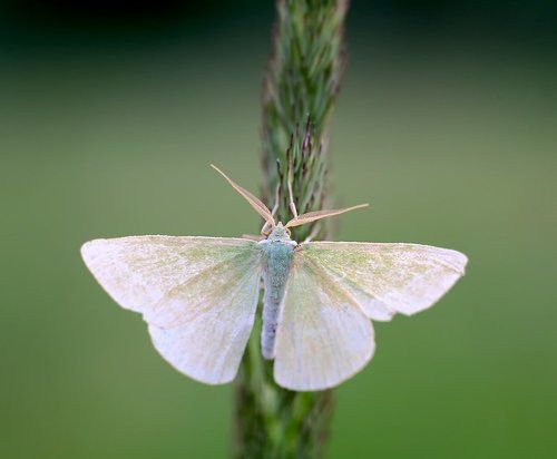 Пяденица Thetidia smaragdaria