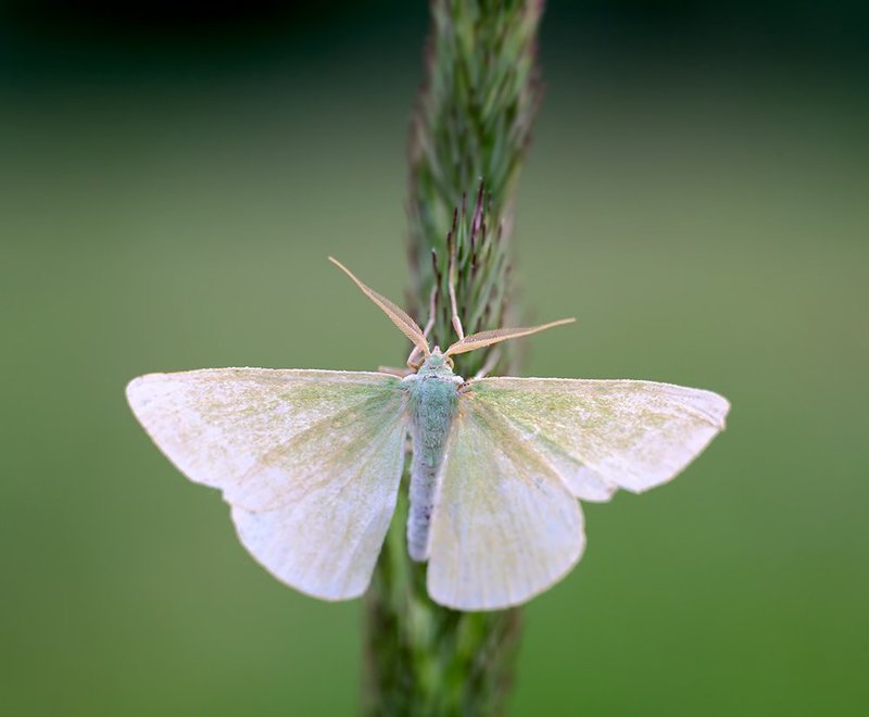 thetidia smaragdaria, бабочка, насекомые, макро, Пяденица Thetidia smaragdaria фото превью