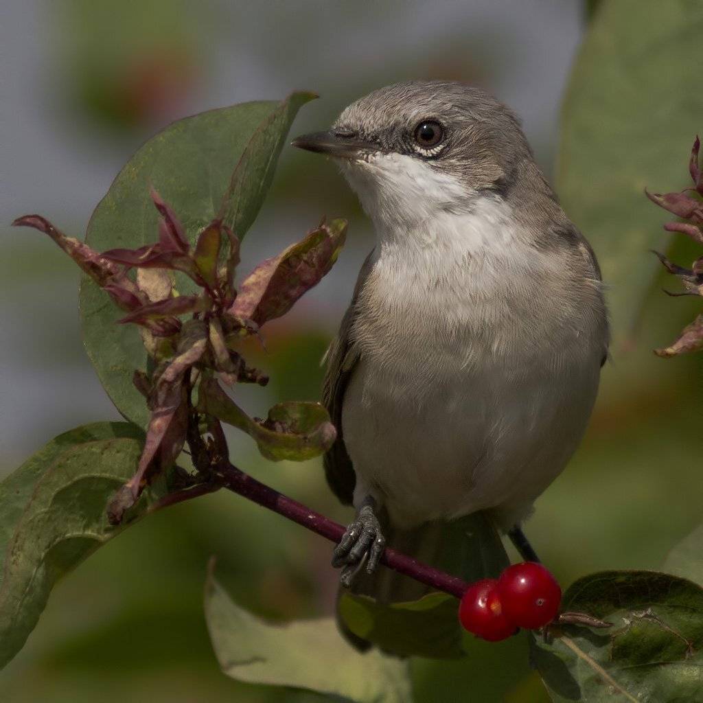 славка-мельничек, Ляпустин Юра