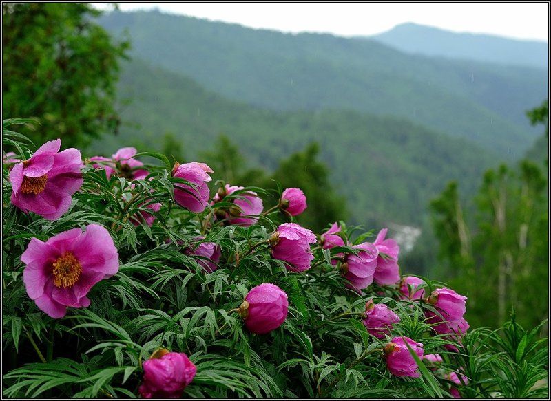 Горные пионы фото превью