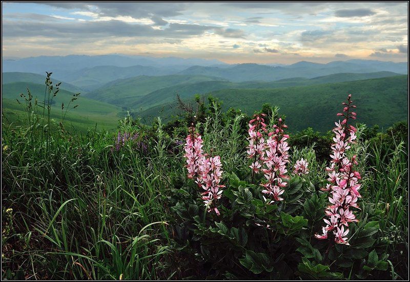 Купина неопалимая фото превью