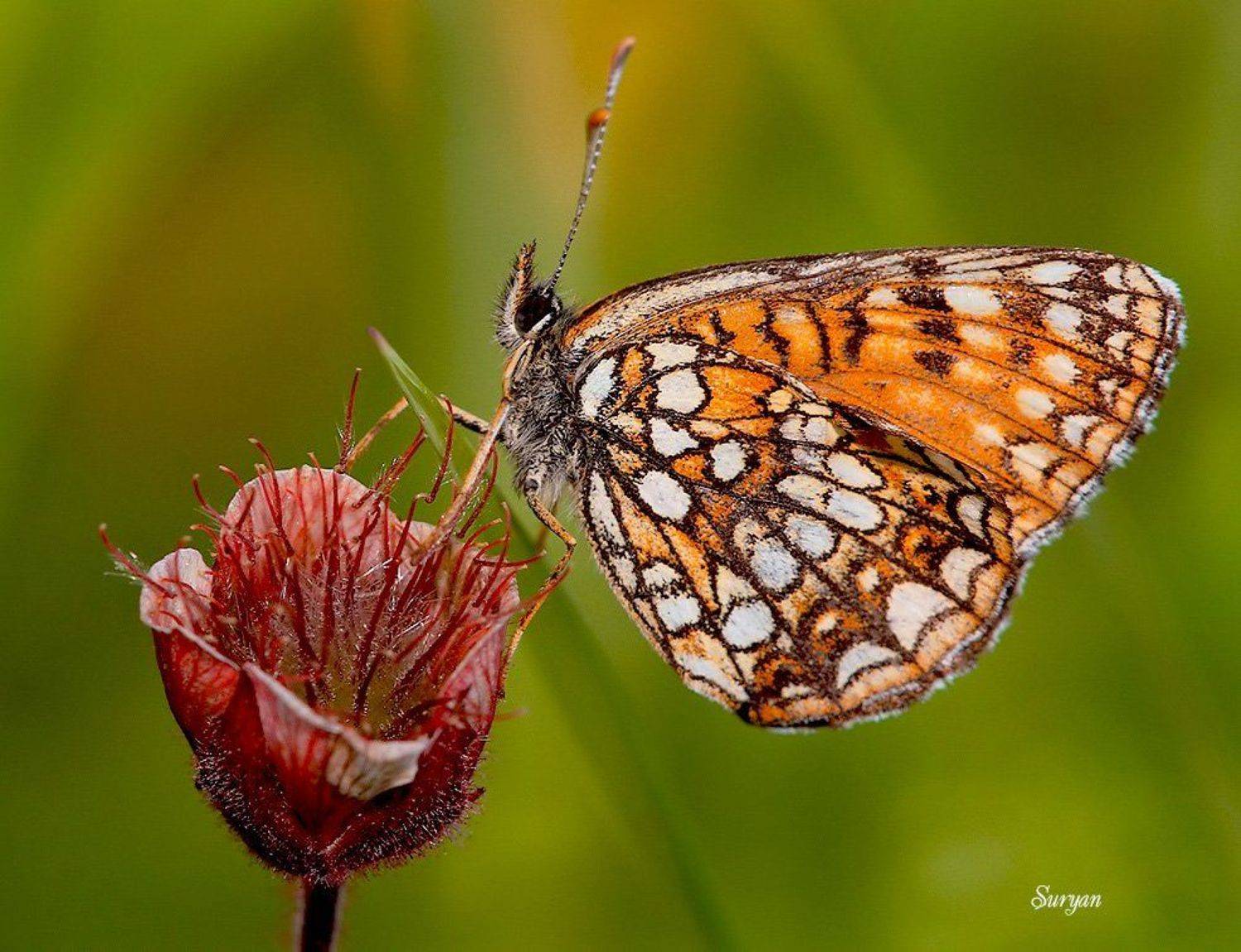 , Олег Сурьянинов