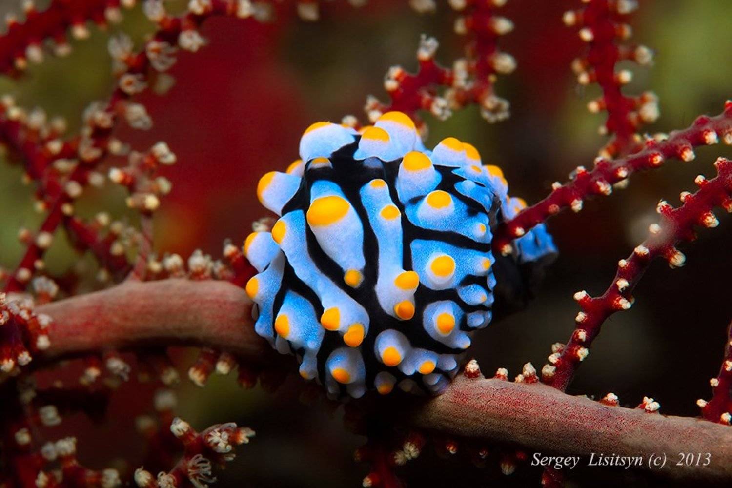 макро., нудики., Sergey Lisitsyn