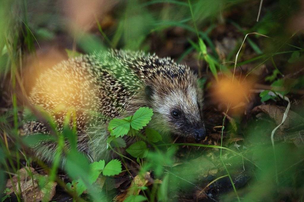 Еж, Ежик, Лес, Подмосковье, Дара Пилюгина