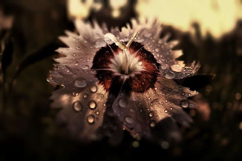 wake,macro,sony киноварь фото превью
