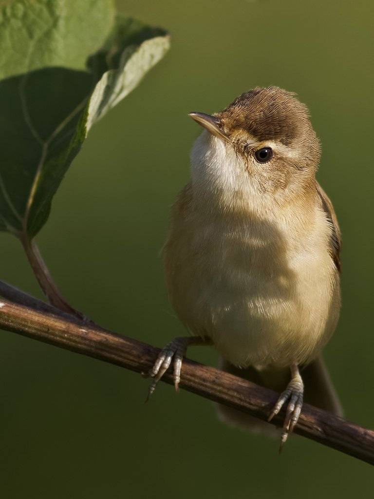 , Ляпустин Юра