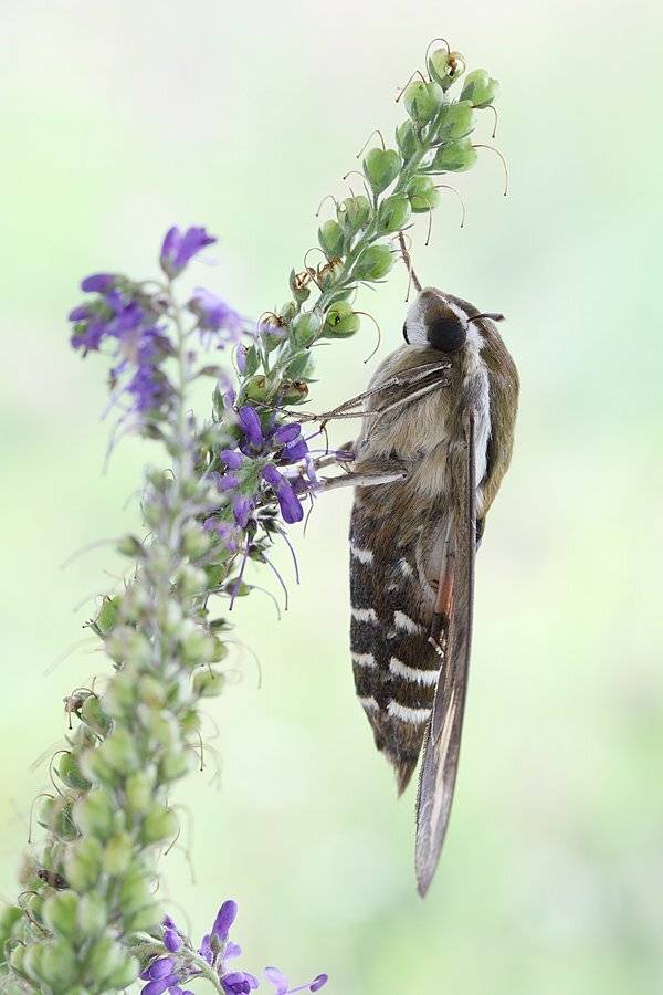 , Сергей Таланов