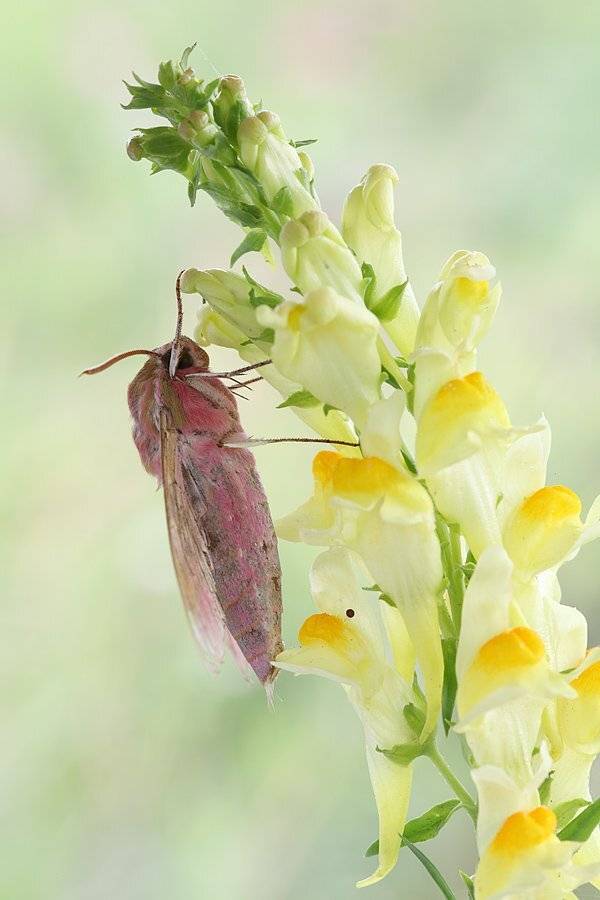, Сергей Таланов