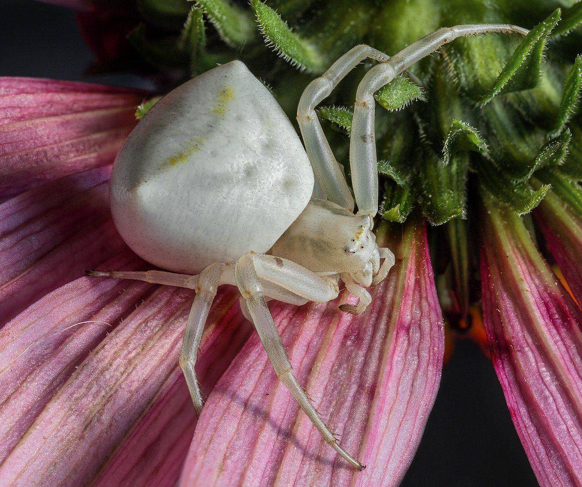 , Вадим Ходаковский