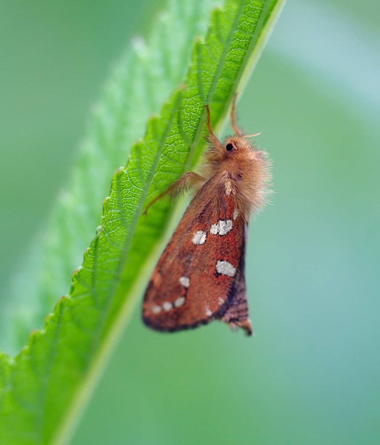 phymatopus hecta, бабочка, макро, Alexey Gnilenkov