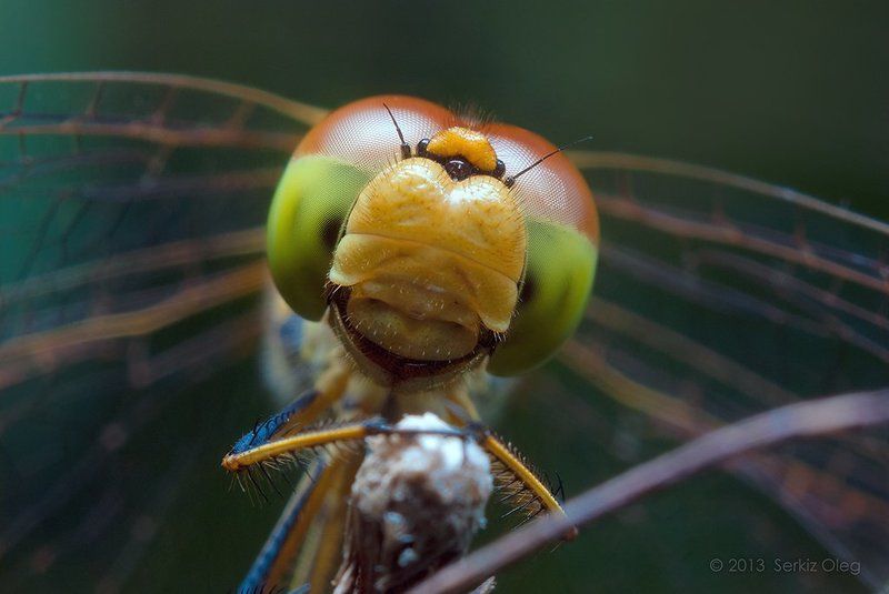 Happy face фото превью