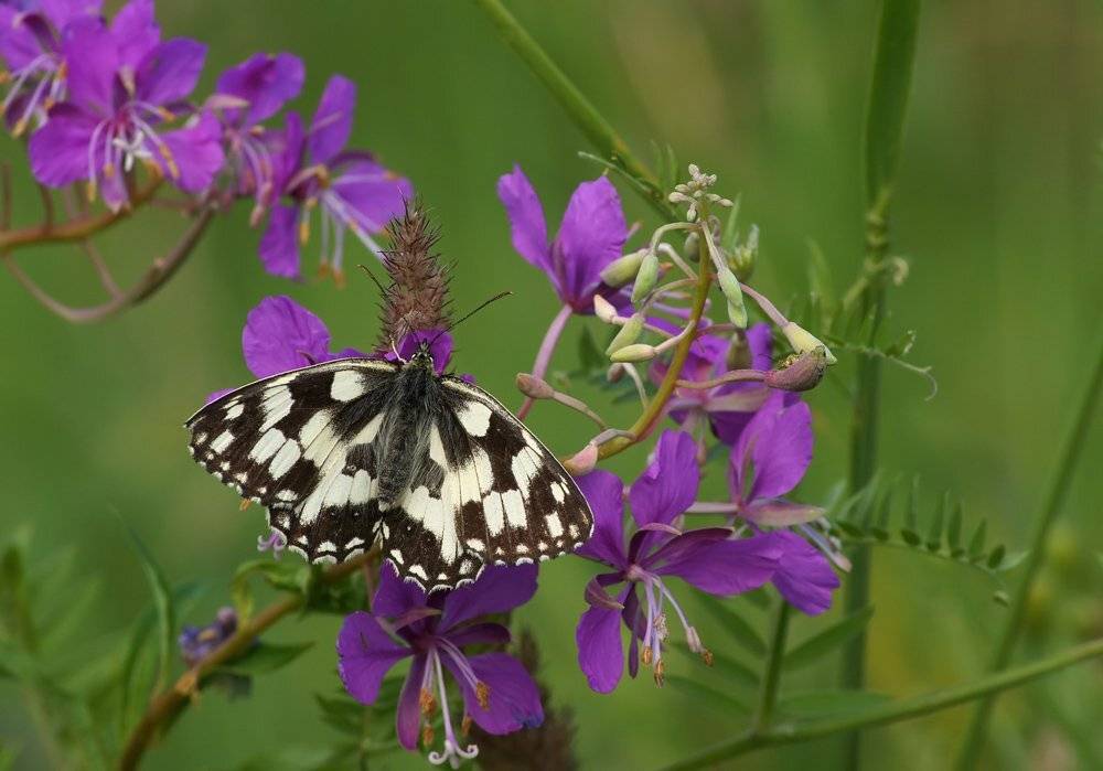 , Чепленко Алексей