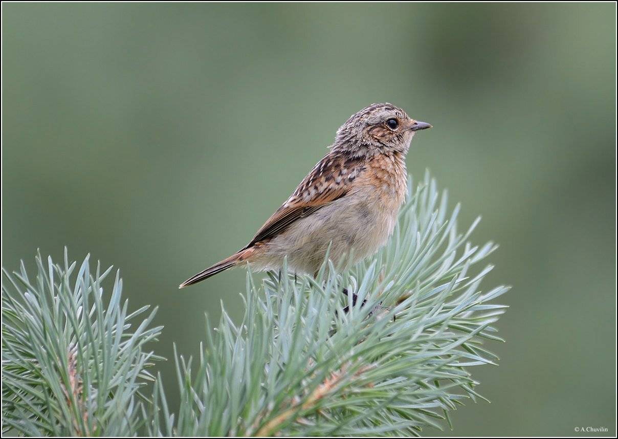 молодой,луговой,чекан, Александр Чувилин