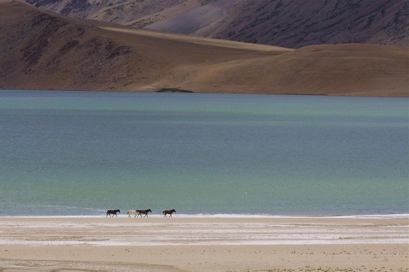 Берега, горы, лошади, малый тибет, озеро \