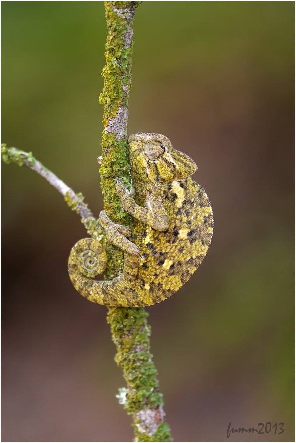 , Игорь ФУММ