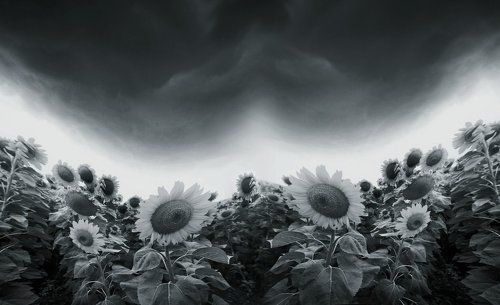 ---= sunflowers # 2=---