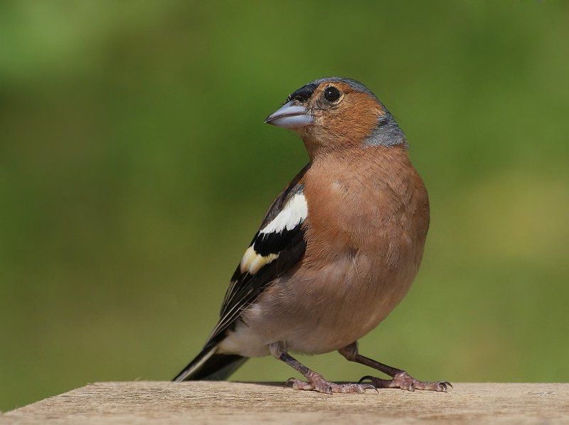 Зяблик фото превью
