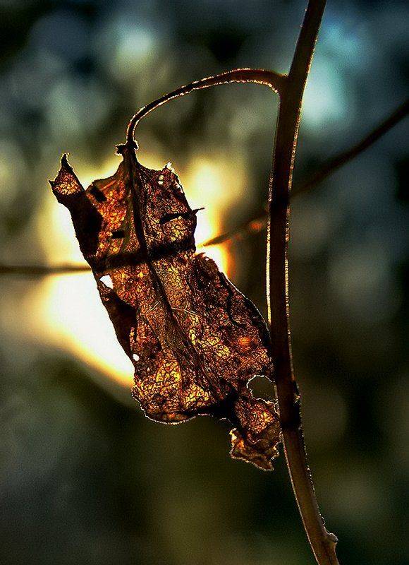 wake,macro,sony,autumn, Эмеральд Ваке &copy;