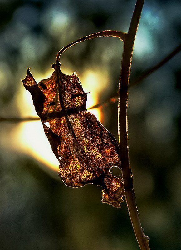 wake,macro,sony,autumn Nature ölüm фото превью