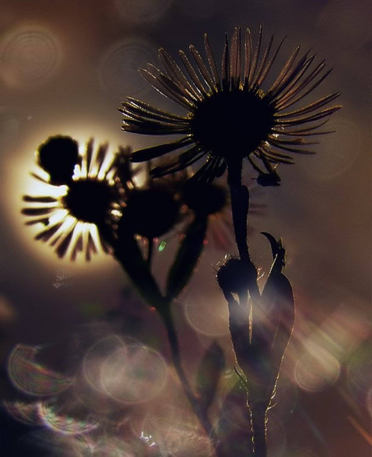 wake,macro,sun,sony, Эмеральд Ваке &copy;