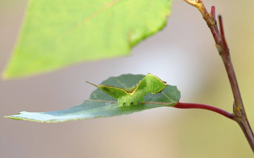 , Сергей Таланов