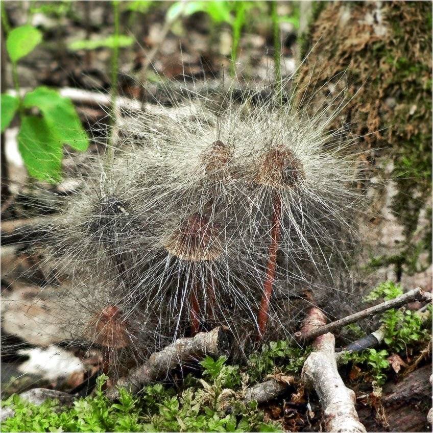 грибы, КарОл