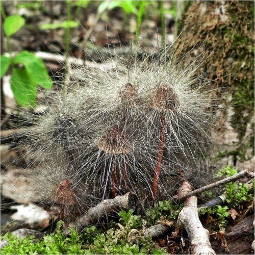 К нам не подходи!..