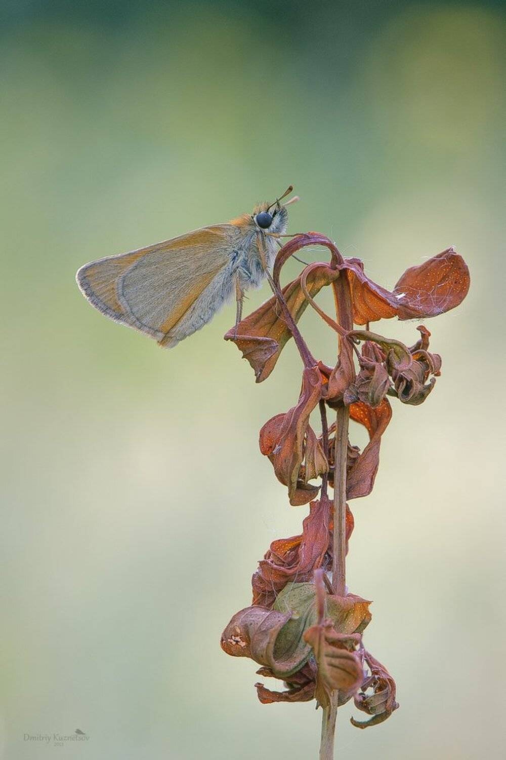 , Кузнецов Дмитрий