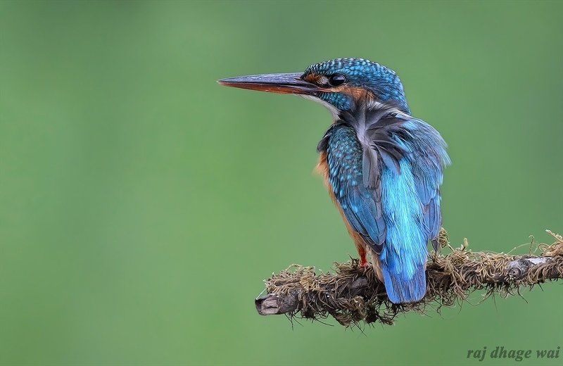 Common Kingfisher фото превью