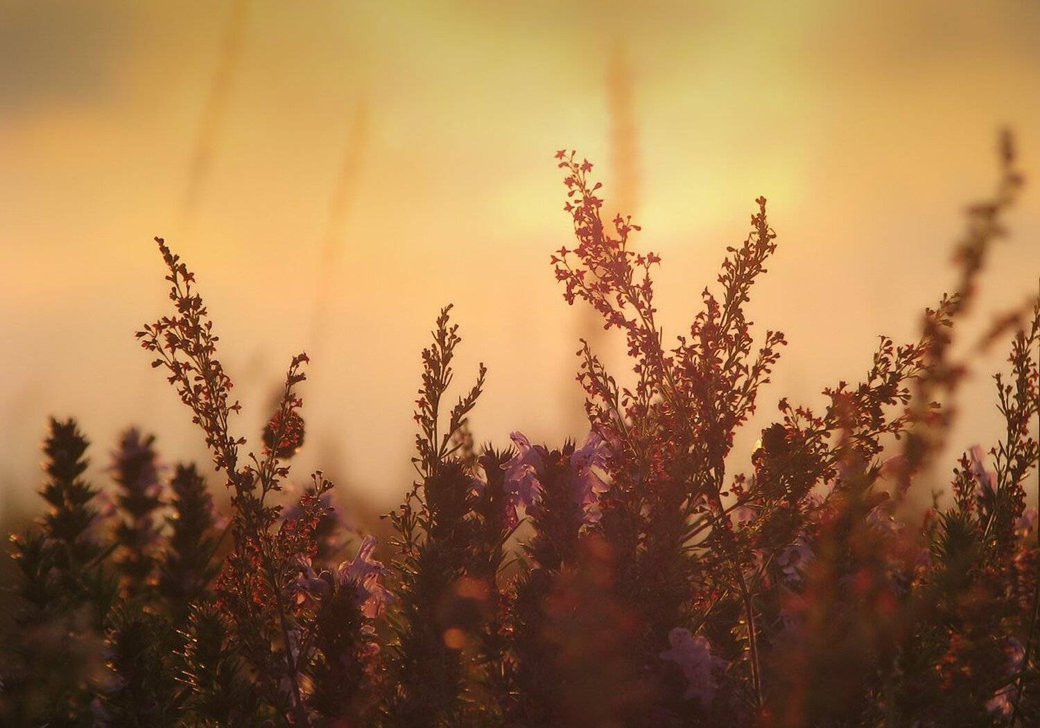 , Ирина Костова