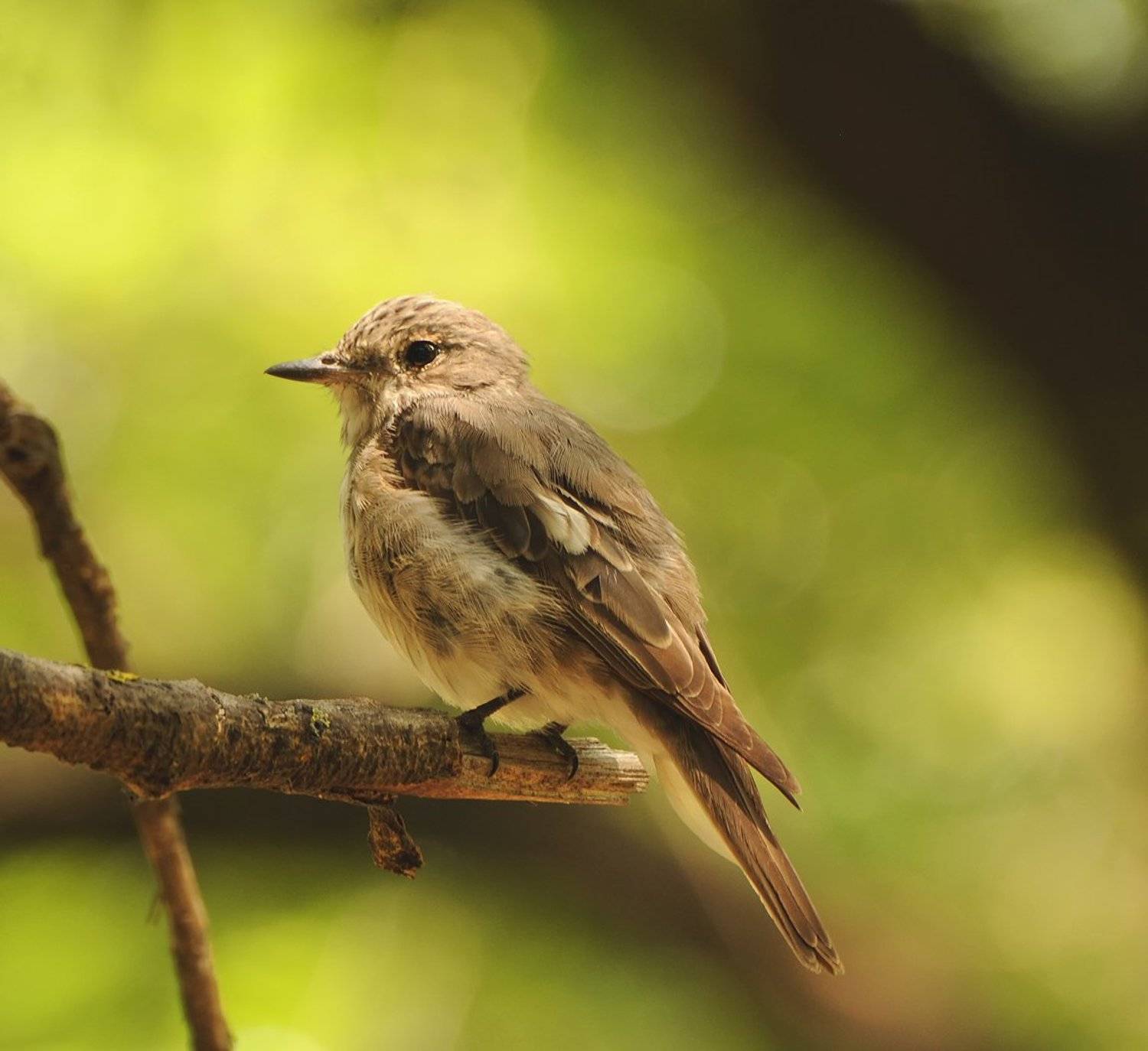 , Игорь Олейник