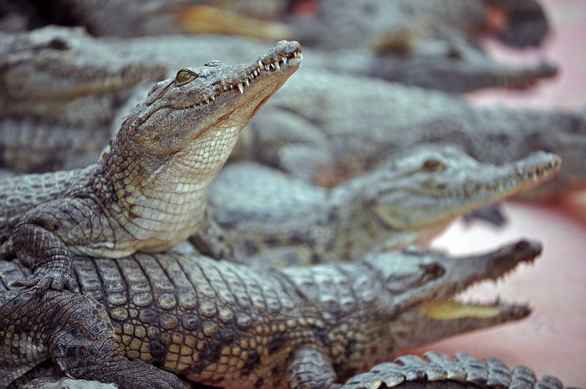 кайман, крокодил, крокодиловая, ферма, Борис Пирог
