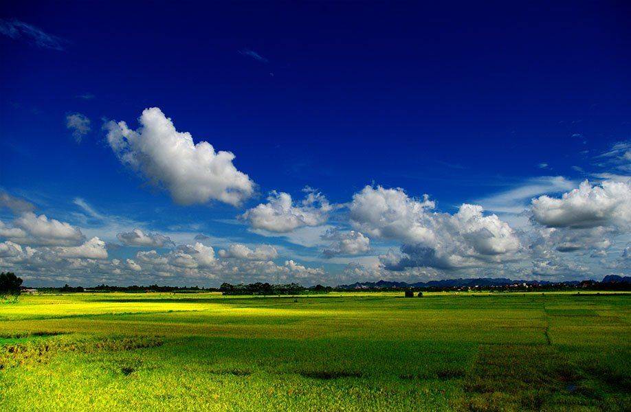 Rice field in Bac Ninh. Автор: Frank Dang , Frank Dang