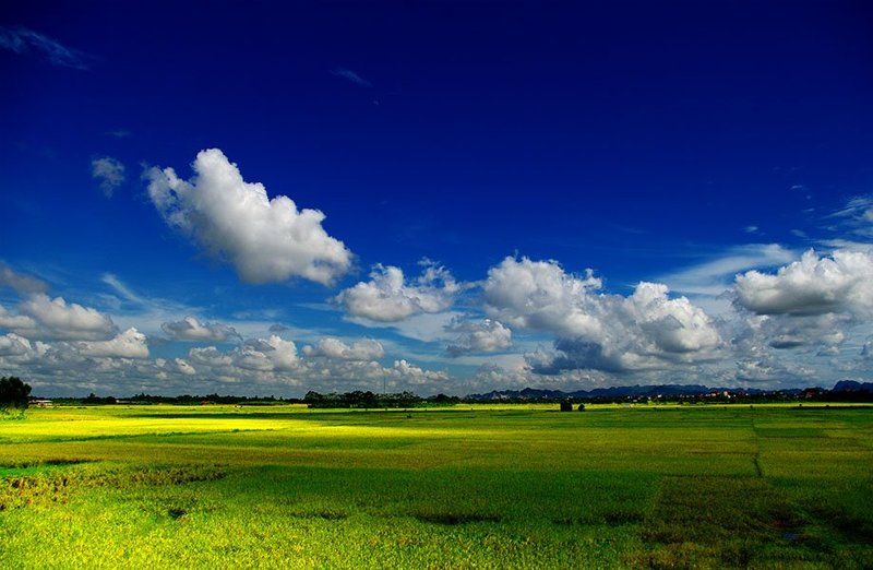 Rice field in Bac Ninh фото превью
