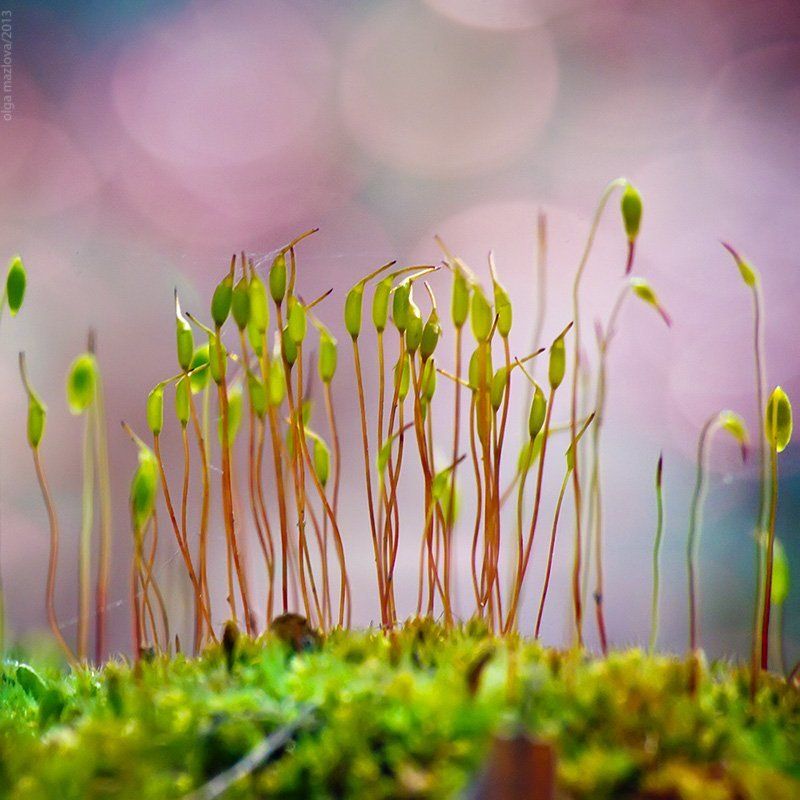 ... фото превью