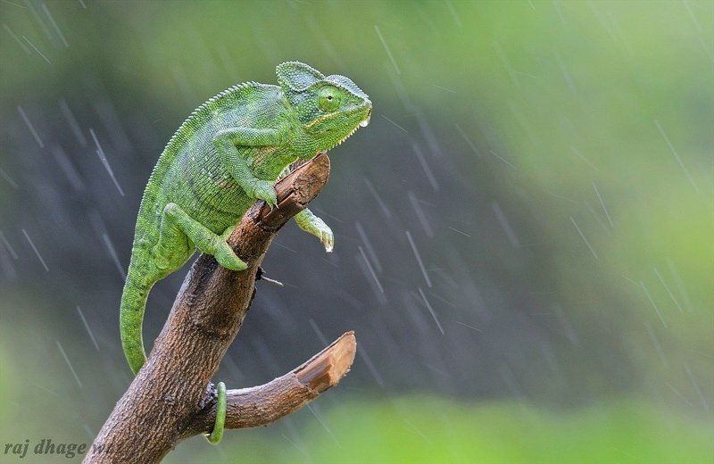 chameleon фото превью