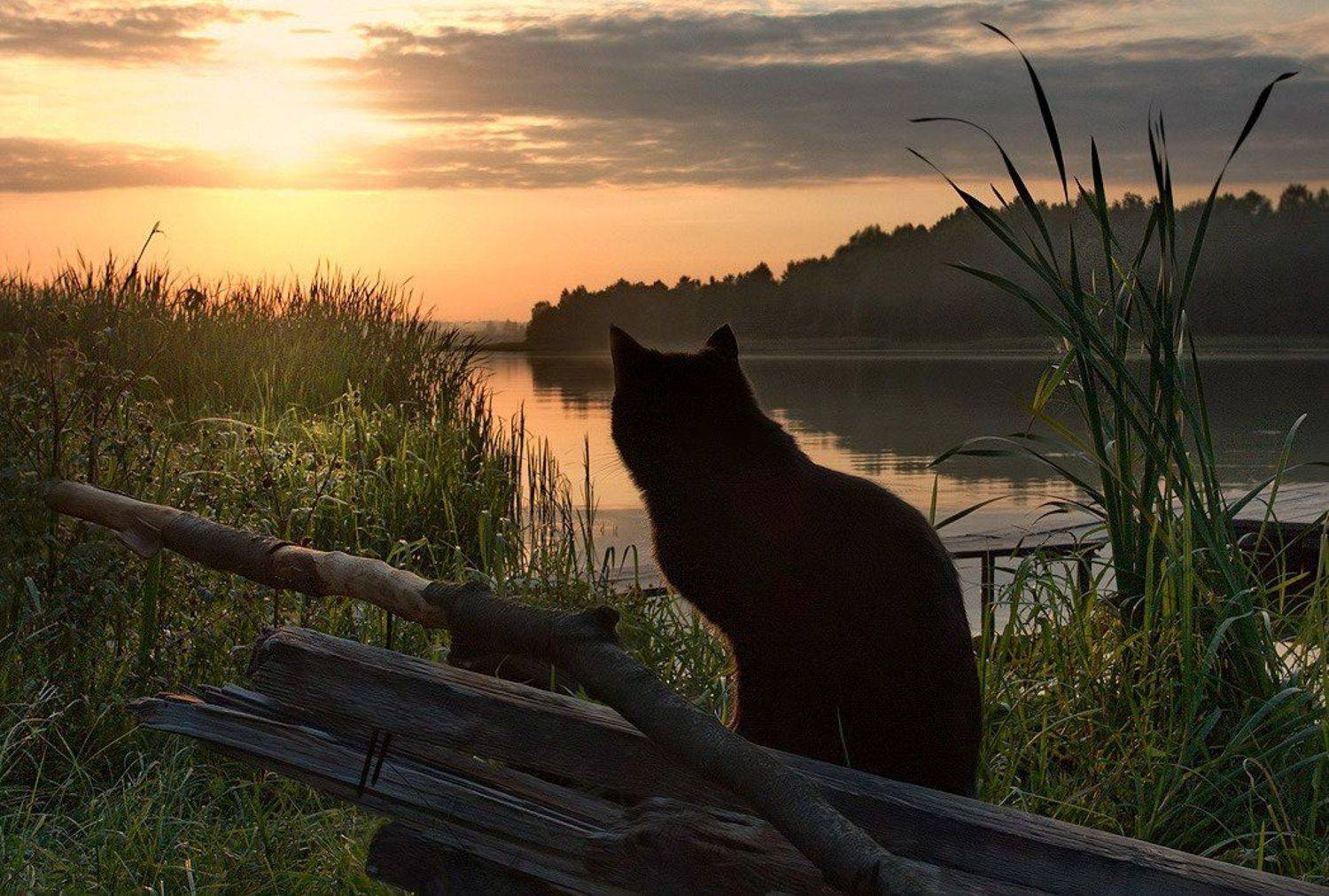 , Матвей Белый