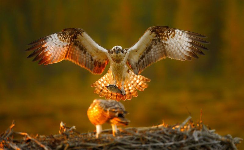 папа несет рыбку фото превью