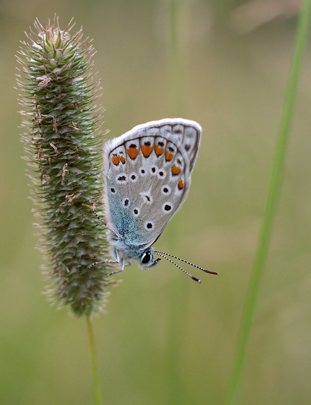 Голубянка фото превью
