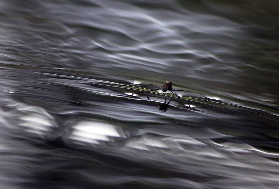 , Иваненко Светлана