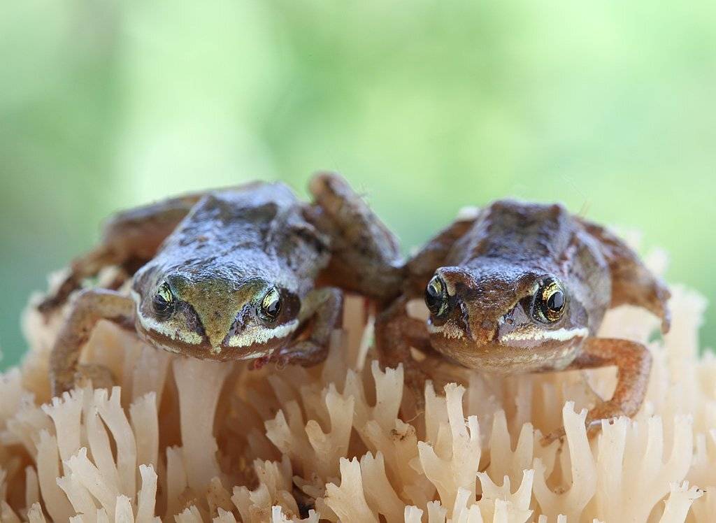 , Сергей Таланов