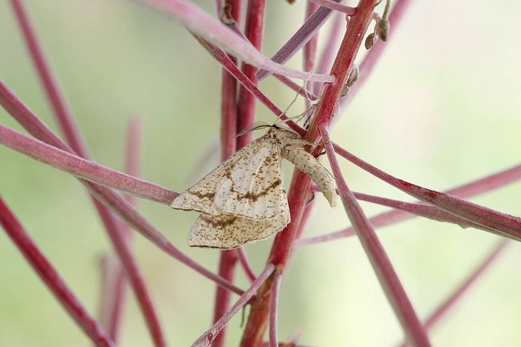 , Сергей Таланов