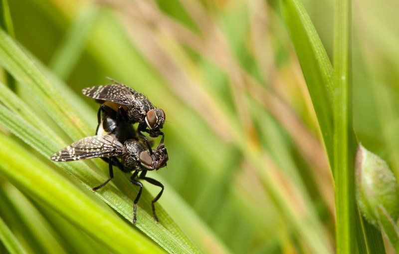 ** фото превью
