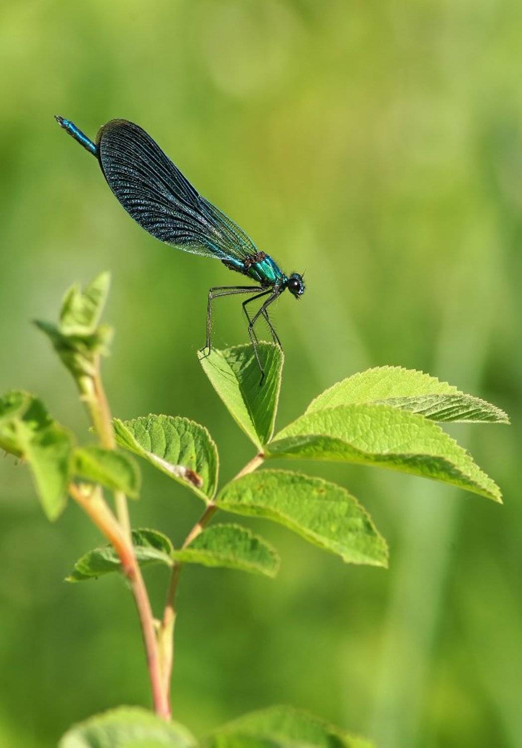 , Чепленко Алексей